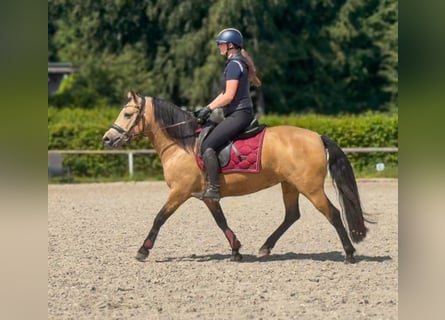 Plus de poneys/petits chevaux, Jument, 4 Ans, 138 cm, Isabelle