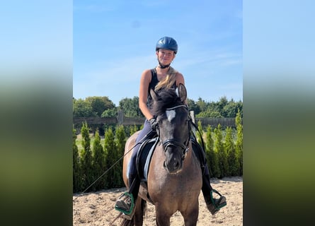 Plus de poneys/petits chevaux, Jument, 4 Ans, 143 cm, Buckskin