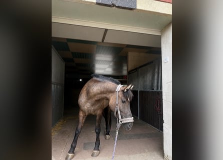 Plus de poneys/petits chevaux, Jument, 4 Ans, 143 cm, Buckskin