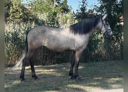 Plus de poneys/petits chevaux, Jument, 4 Ans, 145 cm, Buckskin