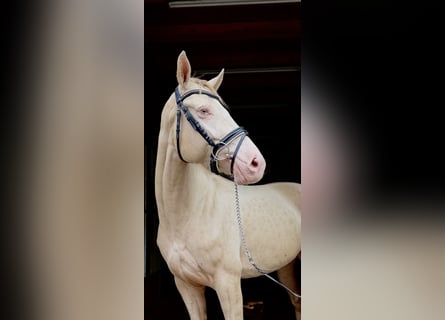 Plus de poneys/petits chevaux, Jument, 4 Ans, 145 cm, Cremello
