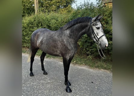 Plus de poneys/petits chevaux, Jument, 4 Ans, 148 cm, Gris pommelé