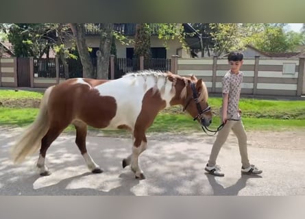 Plus de poneys/petits chevaux, Jument, 5 Ans, 130 cm, Pinto