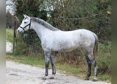 Plus de poneys/petits chevaux, Jument, 5 Ans, 145 cm, Gris
