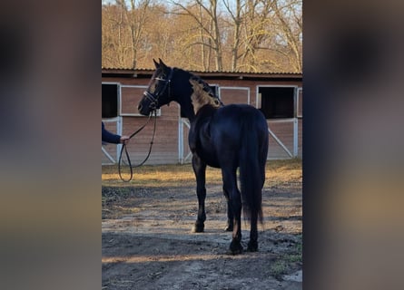 Plus de poneys/petits chevaux, Jument, 5 Ans, 145 cm, Noir