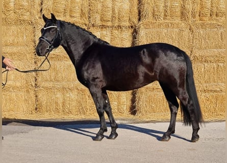Plus de poneys/petits chevaux, Jument, 5 Ans, 145 cm, Noir