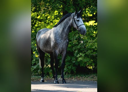 Plus de poneys/petits chevaux, Jument, 5 Ans, 148 cm, Gris pommelé