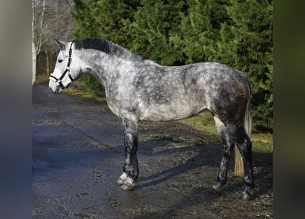 Plus de poneys/petits chevaux, Jument, 5 Ans, 155 cm, Gris pommelé
