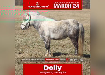 Plus de poneys/petits chevaux, Jument, 5 Ans, 97 cm, Gris