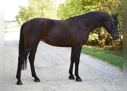 Plus de poneys/petits chevaux, Jument, 6 Ans, 145 cm, Bai