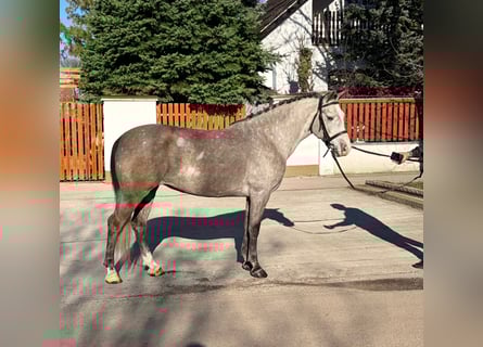 Plus de poneys/petits chevaux, Jument, 6 Ans, 148 cm, Gris pommelé