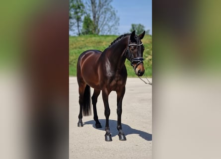 Plus de poneys/petits chevaux, Jument, 6 Ans, 149 cm, Bai