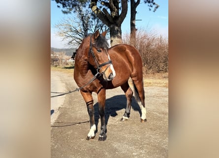 Plus de poneys/petits chevaux, Jument, 7 Ans, 142 cm, Bai