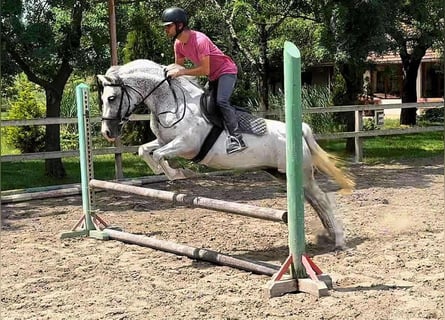 Plus de poneys/petits chevaux, Jument, 7 Ans, 142 cm