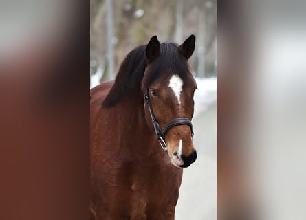 Plus de poneys/petits chevaux, Jument, 7 Ans, 145 cm, Bai