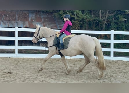 Plus de poneys/petits chevaux, Jument, 7 Ans, 153 cm, Cremello