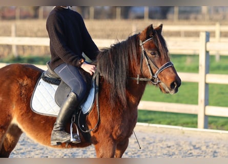Plus de poneys/petits chevaux, Jument, 8 Ans, 120 cm, Bai