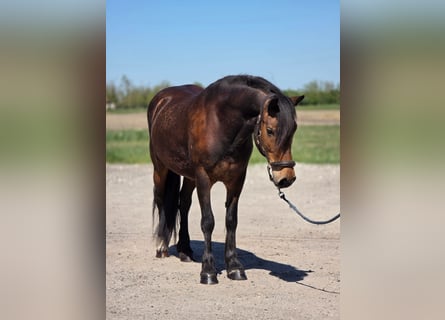 Plus de poneys/petits chevaux, Jument, 8 Ans, 148 cm, Bai