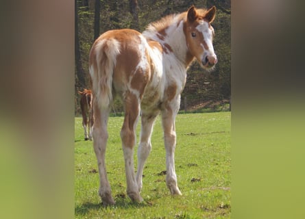 Plus de poneys/petits chevaux, Jument, Poulain (03/2026), 152 cm, Pinto