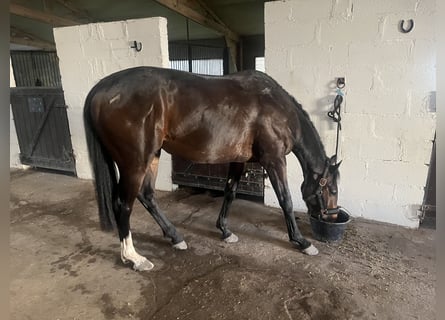 Plus de pur-sang, Hongre, 3 Ans, 156 cm, Bai brun foncé