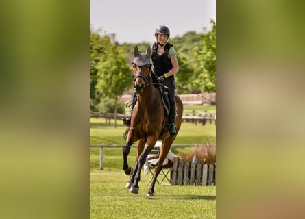 Plus de pur-sang, Hongre, 8 Ans, 163 cm, Bai