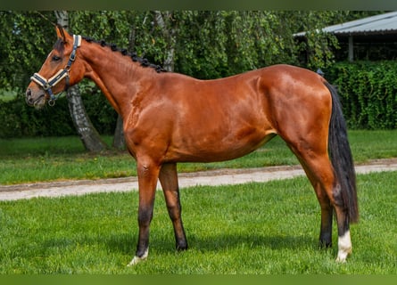 Plus de pur-sang, Jument, 3 Ans, 164 cm, Bai cerise