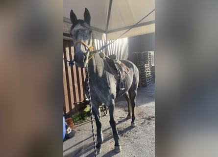 Plus de pur-sang, Jument, 8 Ans, 160 cm, Gris