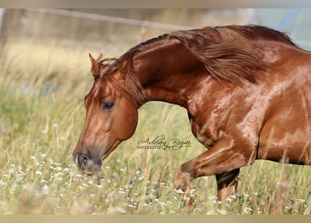 American Quarter Horse, Hengst, 7 Jahre, 155 cm, Fuchs