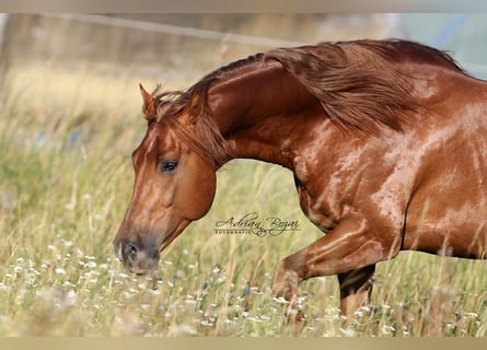 American Quarter Horse, Ogier, 6 lat, 155 cm, Kasztanowata