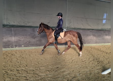 PNR, Caballo castrado, 16 años, 146 cm, Alazán-tostado