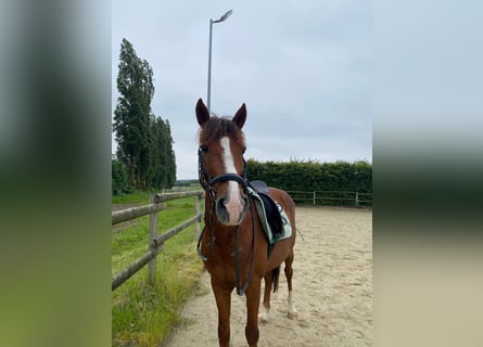 PNR, Caballo castrado, 17 años, 145 cm, Alazán