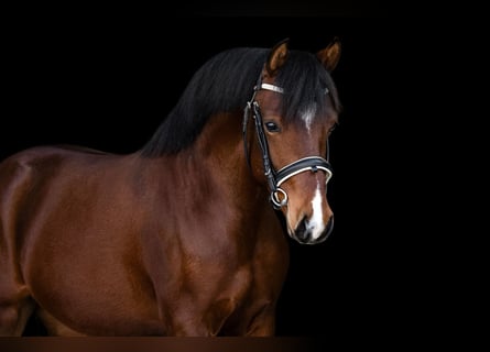 PNR, Caballo castrado, 3 años, 141 cm, Castaño