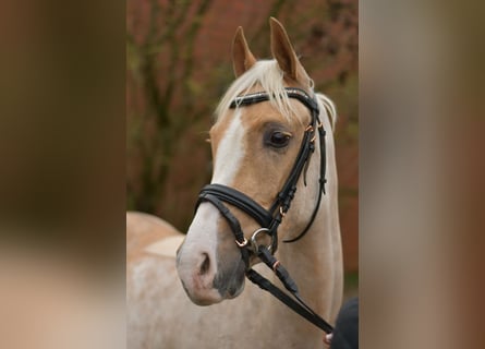 PNR, Caballo castrado, 3 años, 142 cm, Palomino