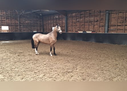 PNR Mestizo, Caballo castrado, 3 años, 145 cm, Bayo