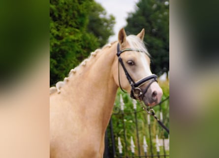 PNR, Caballo castrado, 3 años, 145 cm, Palomino