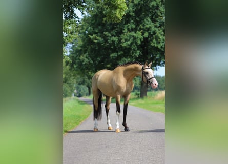 PNR, Caballo castrado, 3 años, 147 cm, Buckskin/Bayo