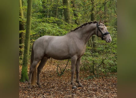 PNR, Caballo castrado, 3 años, 153 cm, Champán