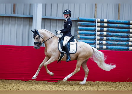 PNR, Caballo castrado, 5 años, 146 cm, Palomino