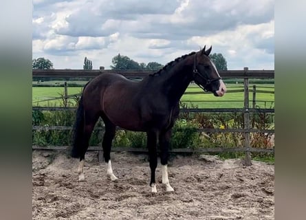 PNR, Caballo castrado, 5 años, 160 cm, Castaño