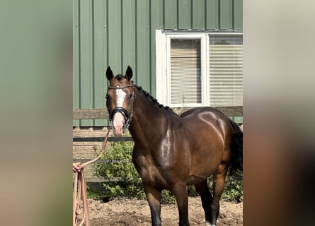 PNR, Caballo castrado, 5 años, 160 cm, Castaño oscuro