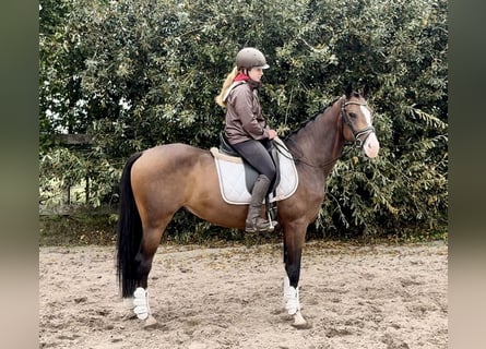PNR, Caballo castrado, 5 años, 160 cm, Castaño oscuro