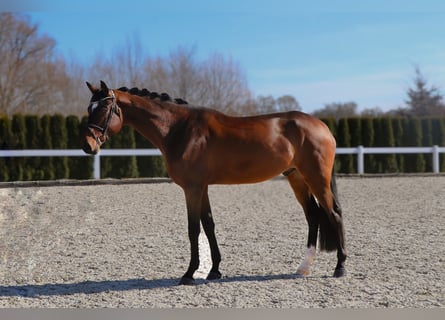 PNR, Caballo castrado, 6 años, 180 cm, Castaño oscuro