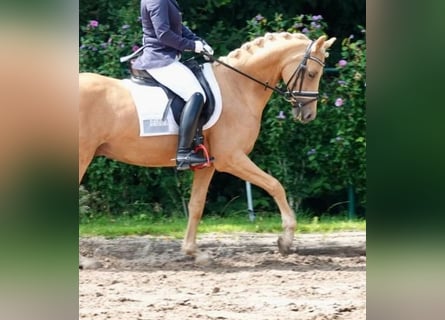 PNR, Caballo castrado, 9 años, 148 cm, Palomino