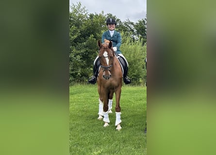 PNR, Caballo castrado, 9 años, 162 cm, Alazán