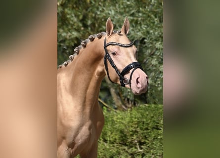 PNR, Semental, 4 años, 146 cm, Champán