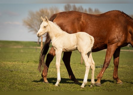 PNR, Semental, , 166 cm, Palomino