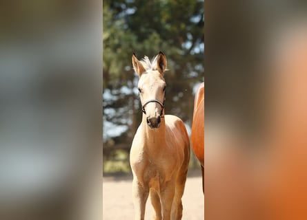 PNR, Semental, Potro (05/2026), 168 cm, Buckskin/Bayo