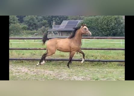 PNR, Yegua, 2 años, 144 cm, Buckskin/Bayo