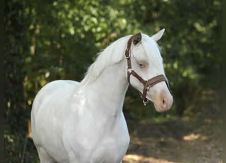 PNR, Yegua, 2 años, 144 cm, Cremello