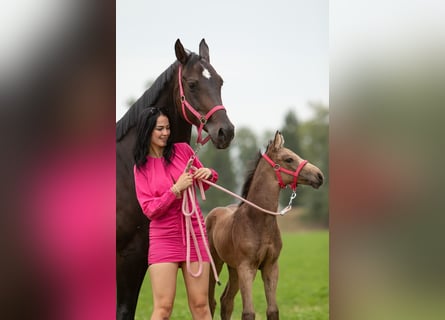 PNR, Yegua, 3 años, 165 cm, Buckskin/Bayo